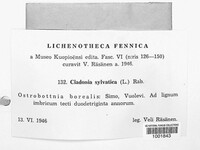 Cladonia portentosa image